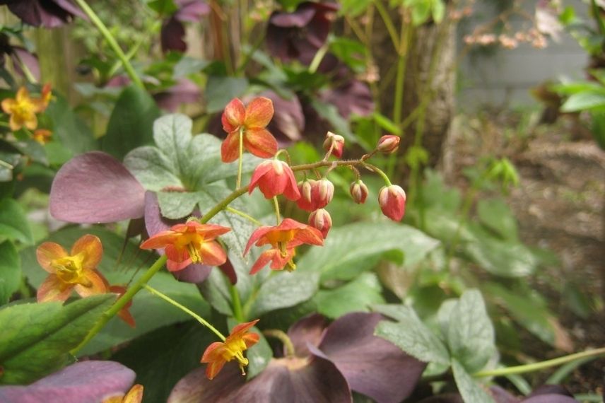 fleur des elfes orange feuilles persistantes