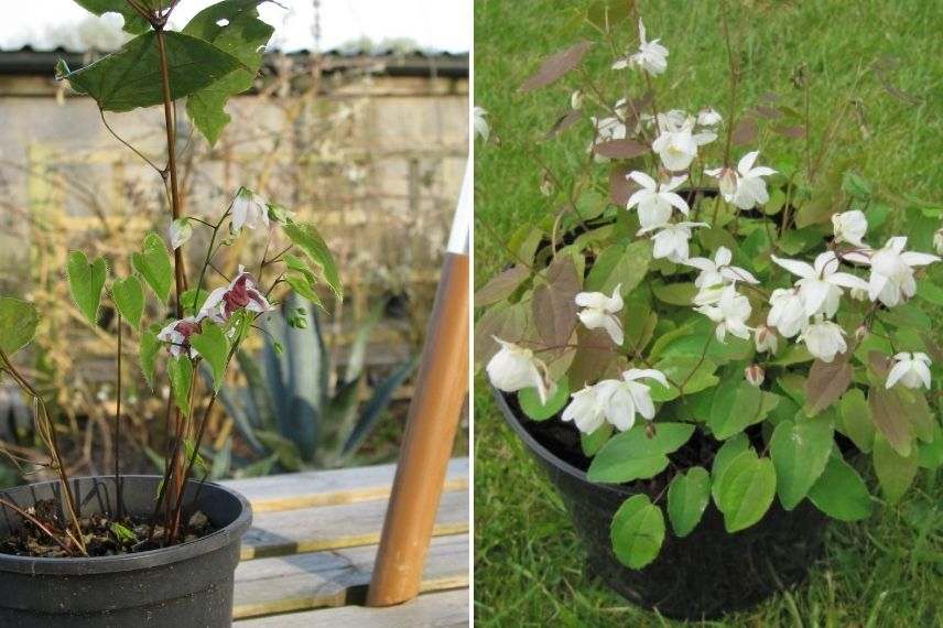 planter épimédium en pot, planter fleur des elfes en pot