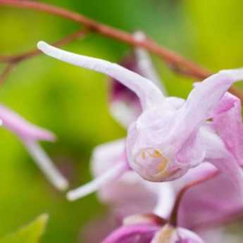 7 épimédiums roses