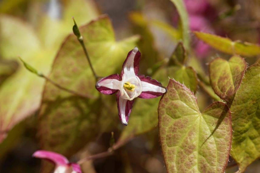 épimédium bicolore rose pourpre et blanc