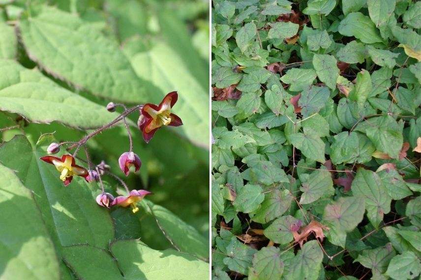 fleur des elfes rouge et jaune feuilles persistantes