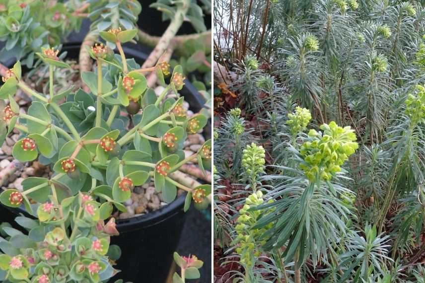 euphorbe myrsinites et E. characias