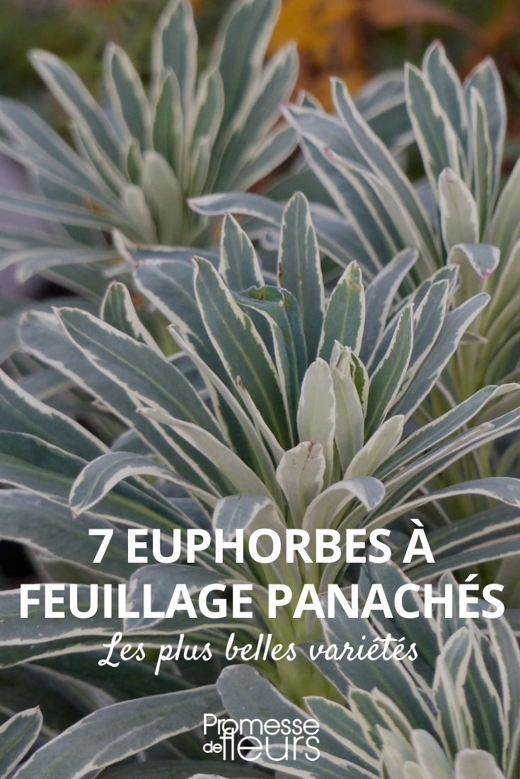 euphorbes panachées plus belles varietes