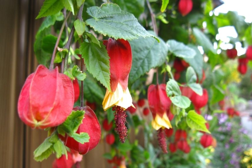 abutilon du grand fleuve en pot