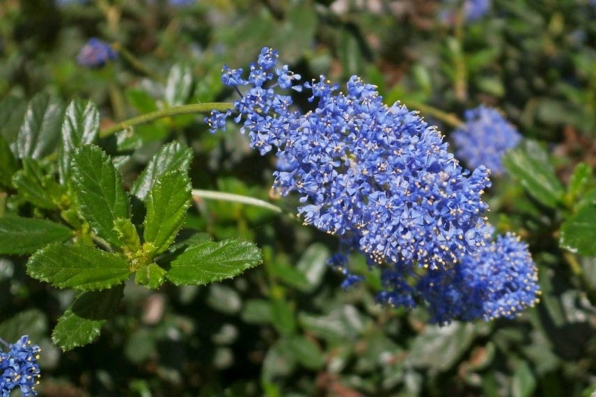 fleur ceanothus ceanothe