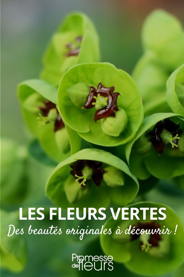 fleurs vertes