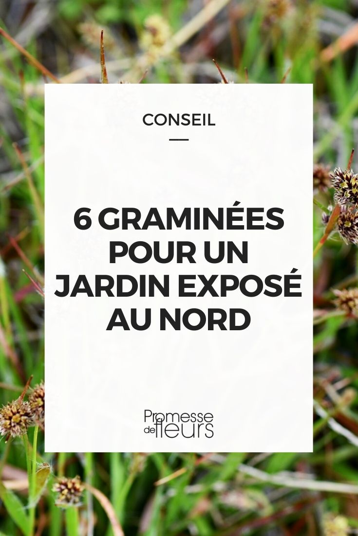 graminées jardin nord