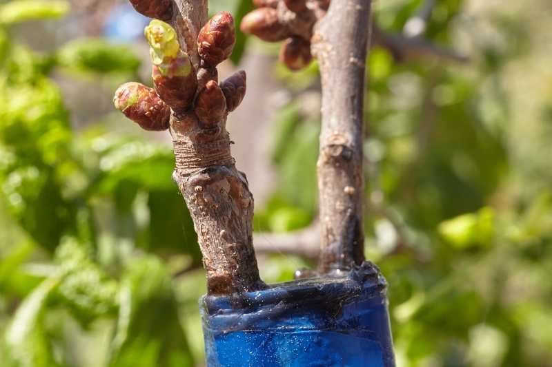 Pourquoi les arbres fruitiers sont-ils greffés ? - Promesse de Fleurs