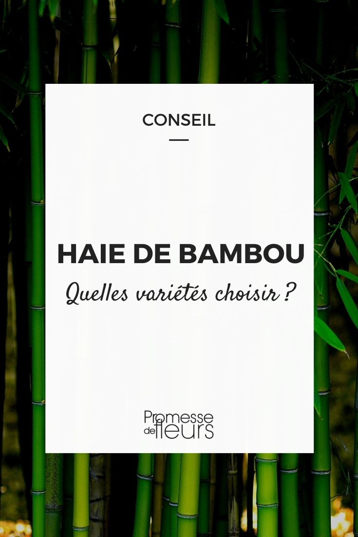 Haie de bambou : quelles variétés choisir ?