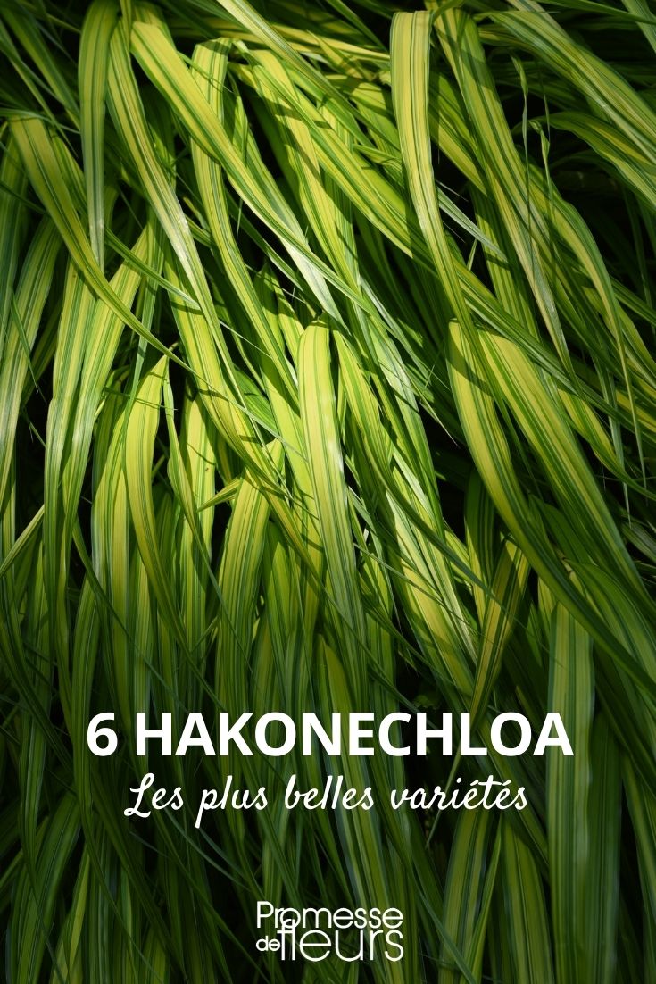 hakonechloa plus belles varietes