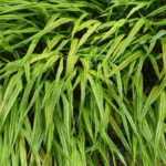 Hakonechloa : les plus belles variétés