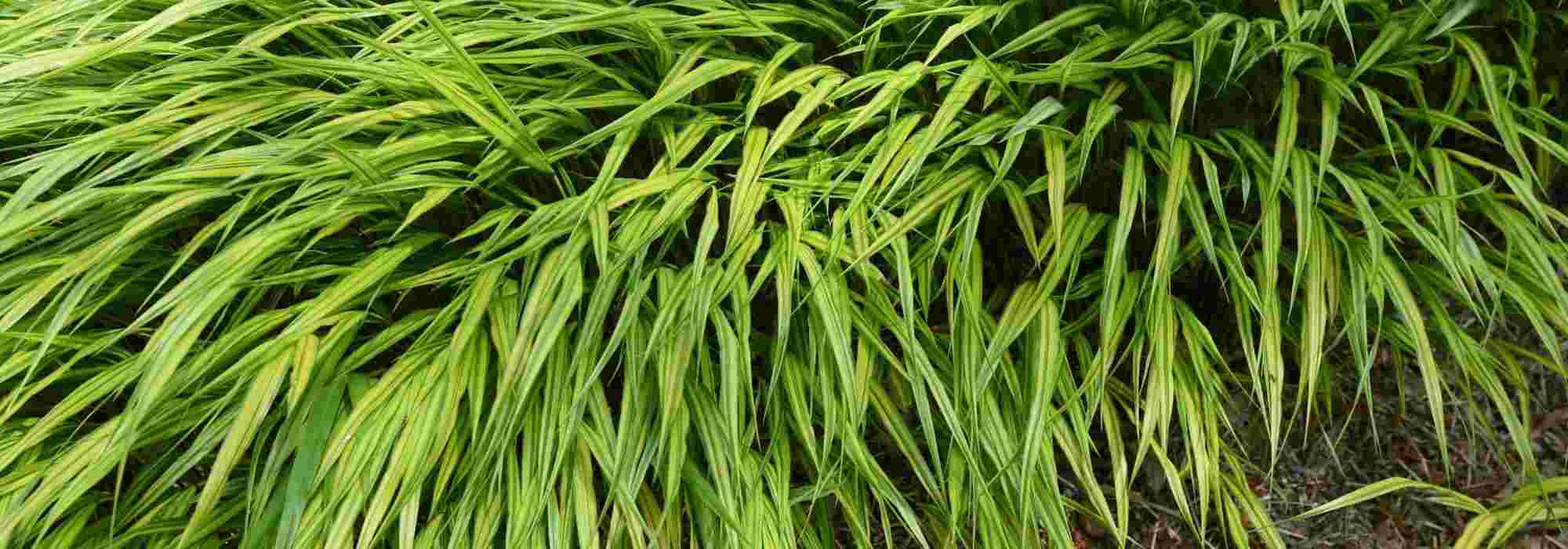 Hakonechloa : les plus belles variétés