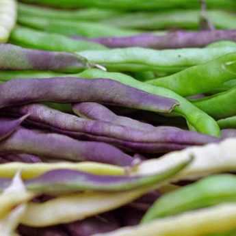 Le haricot Borlotto  Le Potager de Gahard