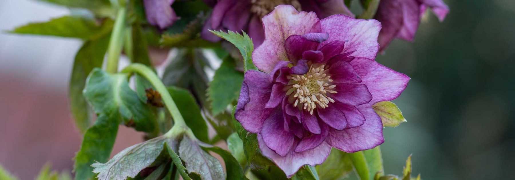 La rose de Noël, la reine de votre jardin en hiver