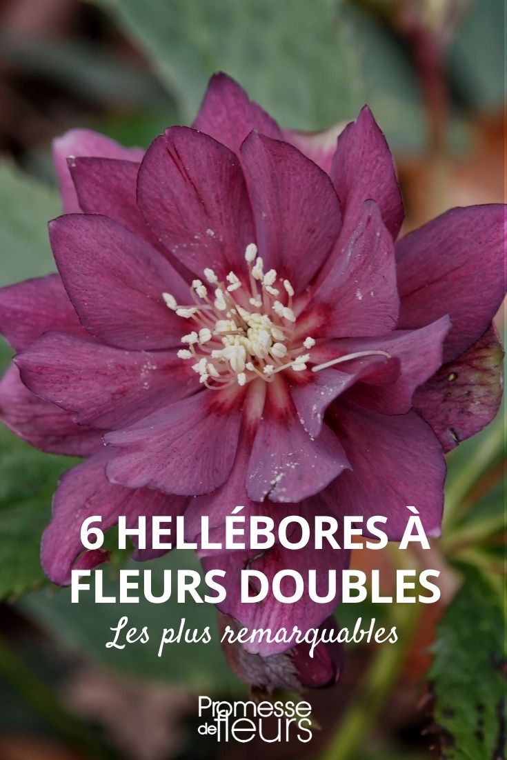 hellebore fleurs doubles