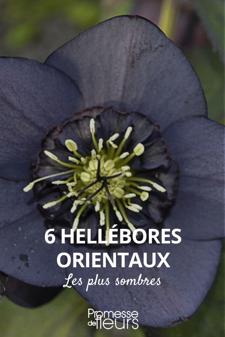 hellebore fleurs sombres, hellébore fleurs foncées