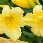 7 hémérocalles à fleurs jaunes