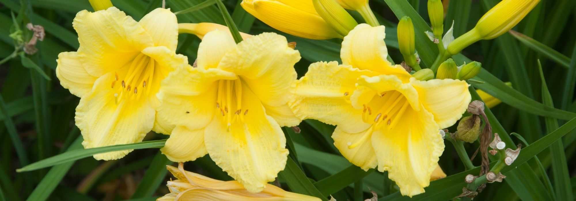 7 hémérocalles à fleurs jaunes