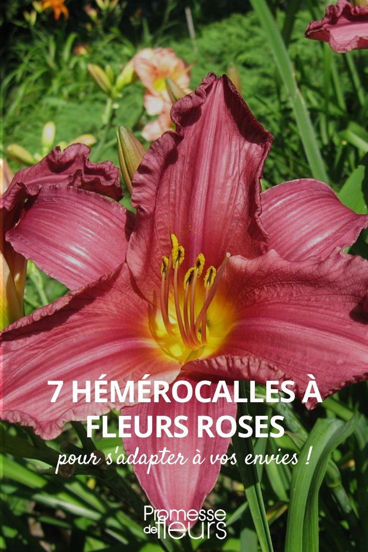 hémérocalle rose