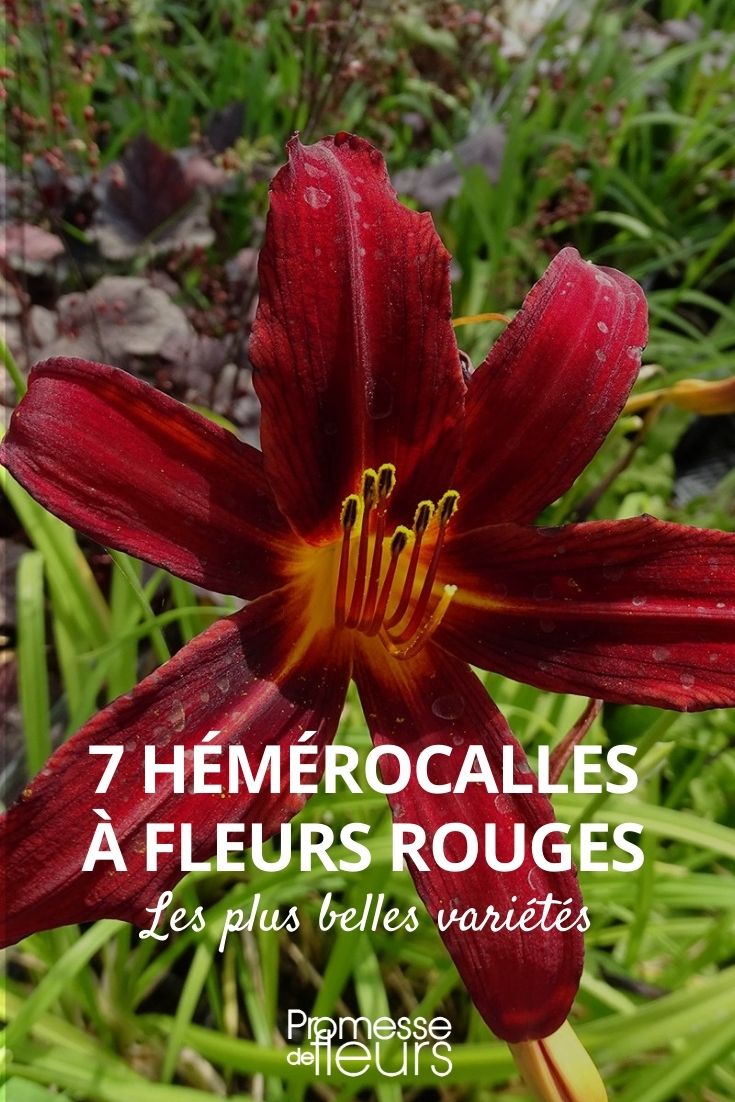 hemerocalle rouge