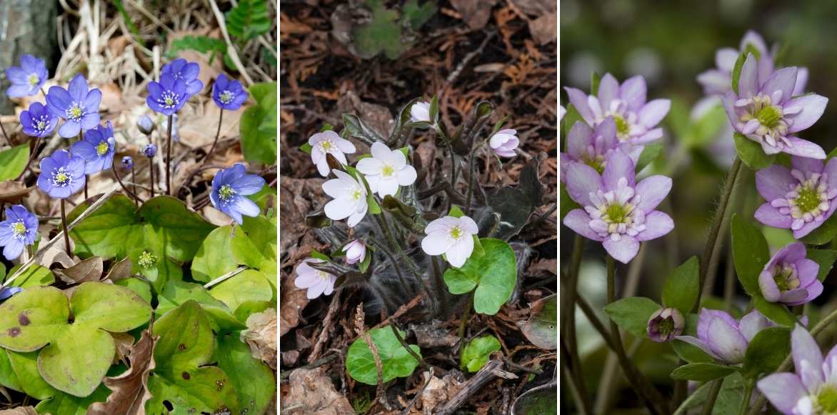 hépatiques, plante hepatique, anemone hepatica, plantes sous arbre, fleurs sous arbre