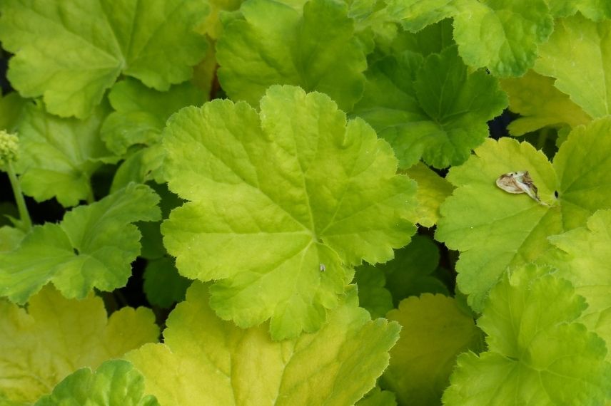 heuchère jaune vert citron