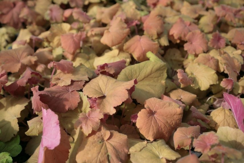 heuchère à feuilles caramel rosé