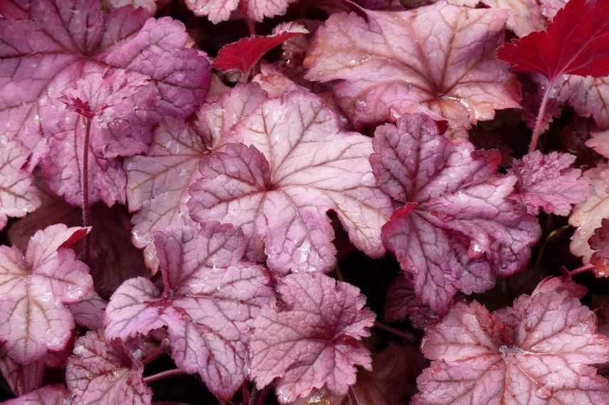 heuchère pourpre rose vif