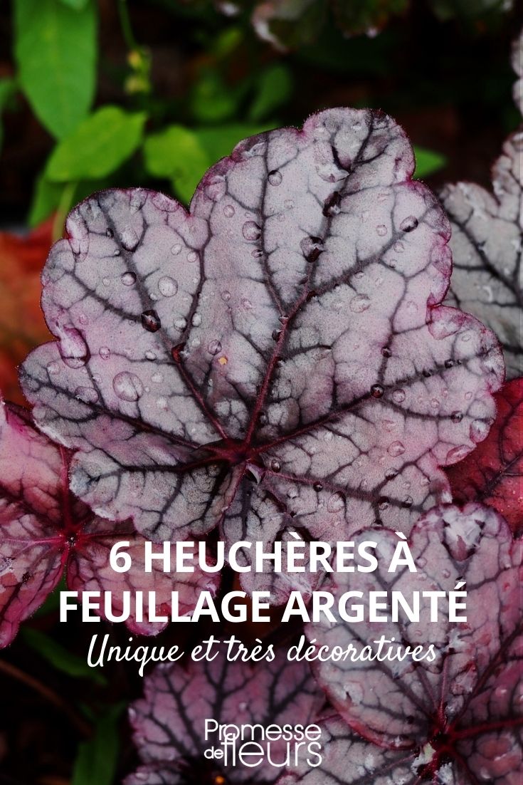 heuchères argenté