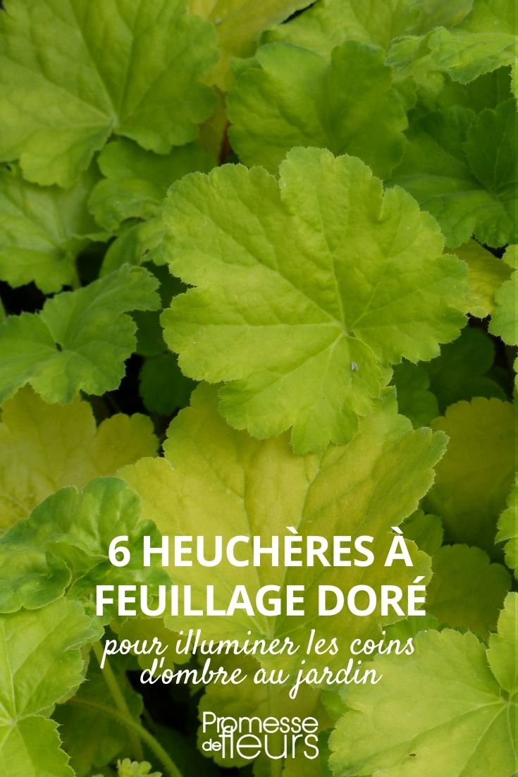 heuchères jaune doré