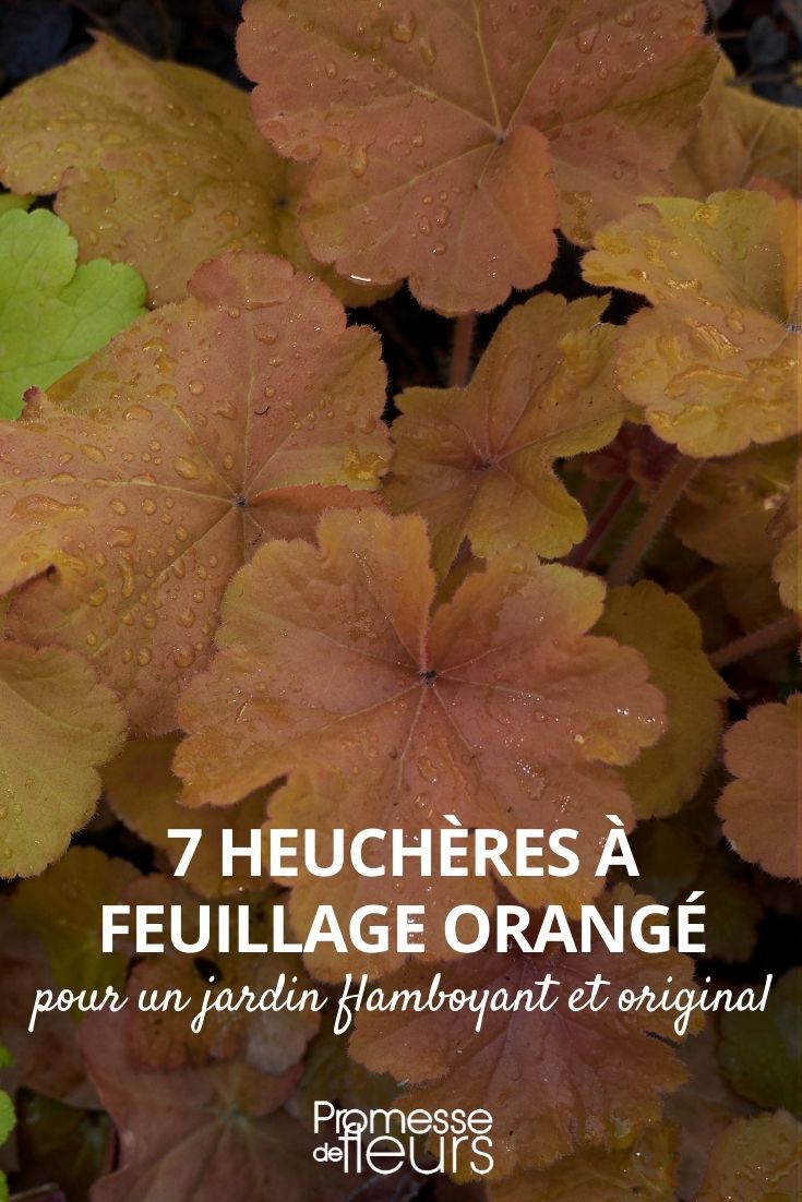 heuchères orangé