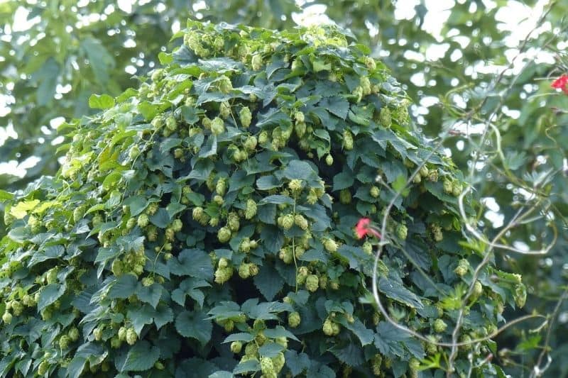 Houblon - Humulus lupulus