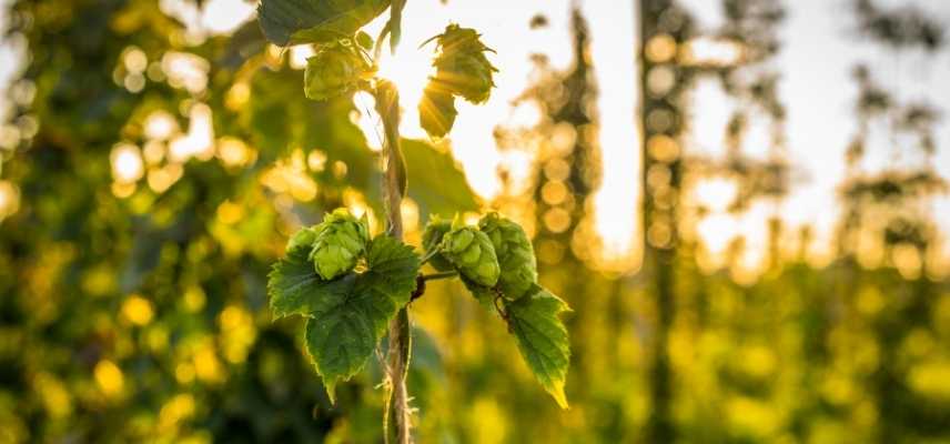 Houblon utilisation, houblon a quoi sert, Houblon usages, Houblon au jardin, Houblon liane, houblon grimpante