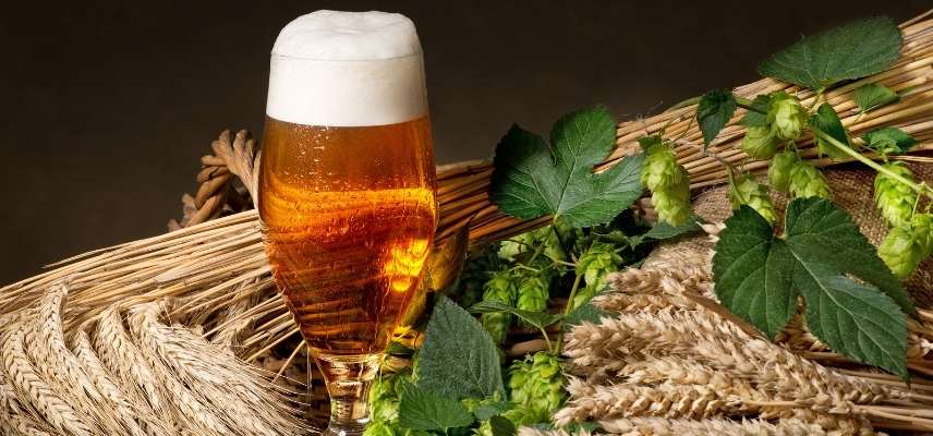 Le houblon dans la bière : pourquoi est-il indispensable ?