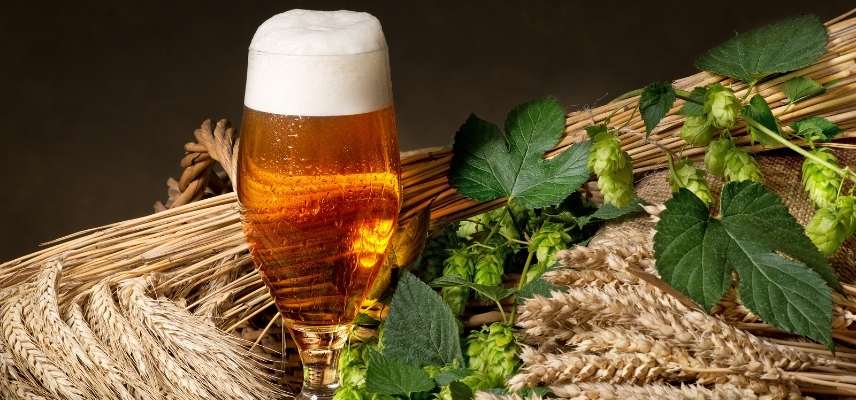 Houblon pour bière : à quoi sert le houblon dans la bière