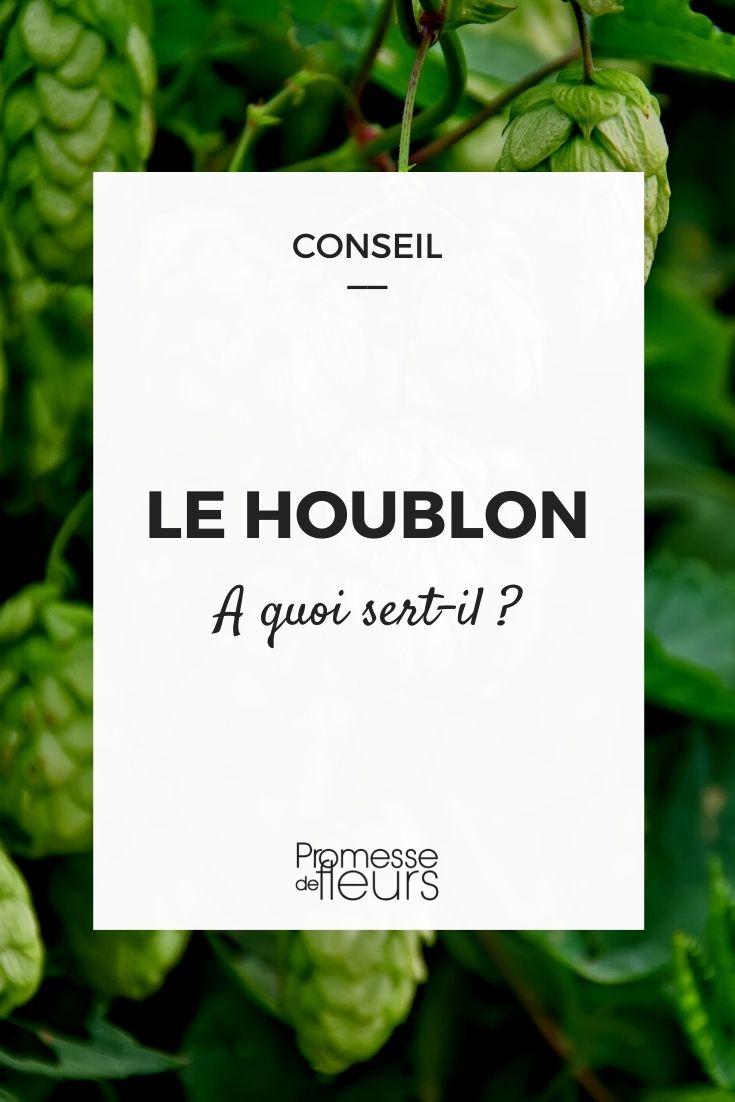 le houblon : c'est quoi ? utilisations