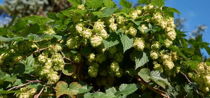 Houblon utilisation, houblon a quoi sert, Houblon usages, Houblon au jardin, Houblon liane, houblon grimpante