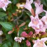 Associer un abelia