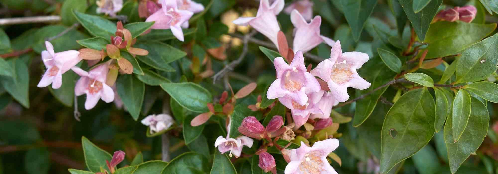 Associer un abelia