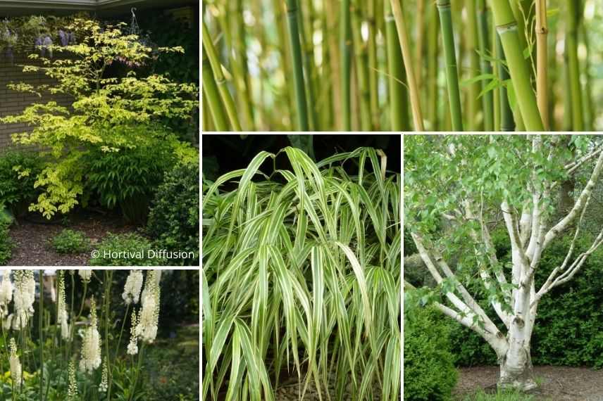 associer herbe japonaise dans jardin épuré