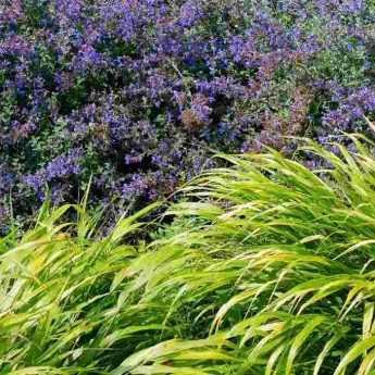 Hakonechloa : Nos idées d'associations