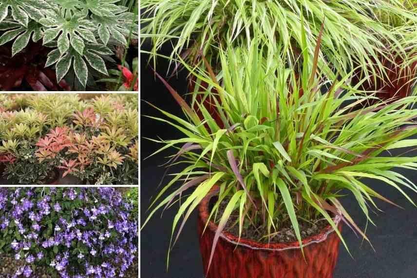 associer hakonechloa en pot