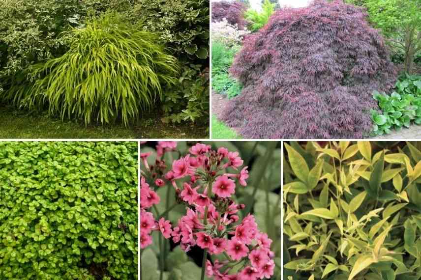 associer herbe du japon dans jardin japonais