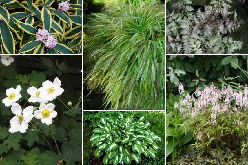 associer herbe du japon lisière de sous-bois