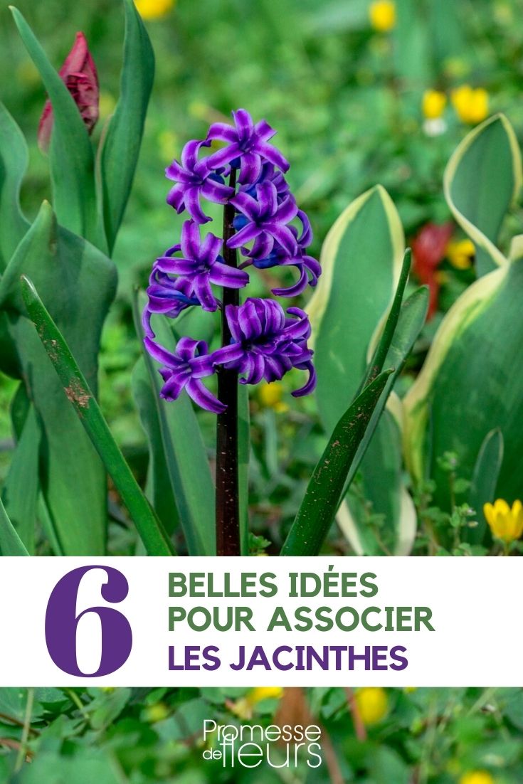 Associer les Jacinthes : nos inspirations - Promesse de Fleurs