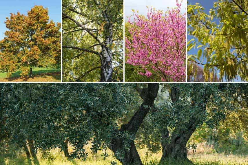 arbres pour jardin champêtre