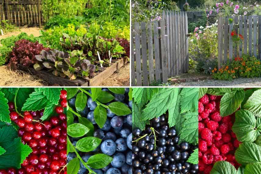 potager jardin champêtre jardin de campagne