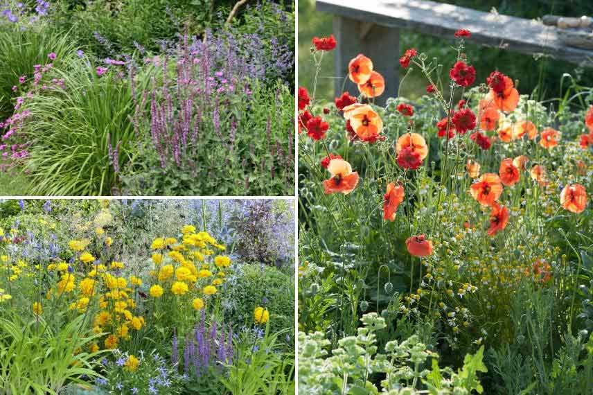 plantes fleuries pour jardin de campagne