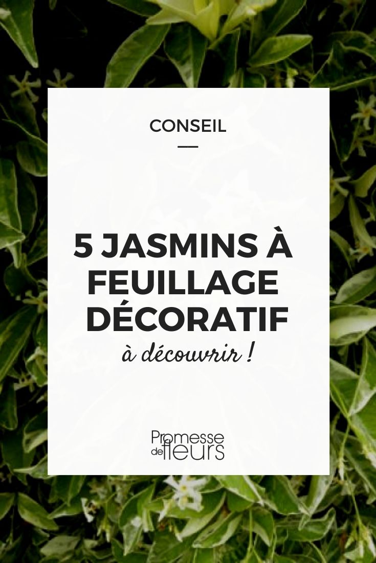 jasmin feuillage décoratif