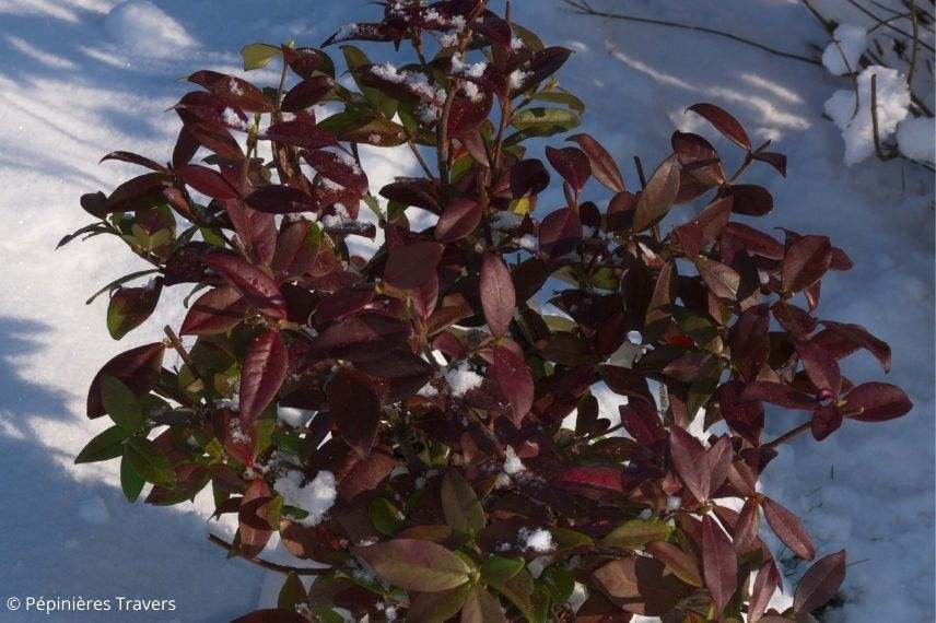 jasmin à feuilles pourpres